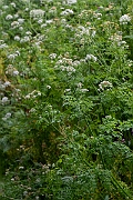 David Plant Photography - Wildlife Photography - Hemlock water-dropwort - F