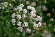 David Plant Photography - Wildlife Photography - Hemlock water-dropwort - G