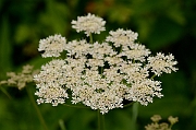 David Plant Photography - Wildlife Photography - Hogweed - A