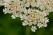 David Plant Photography - Wildlife Photography - Hogweed - B