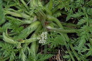 David Plant Photography - Wildlife Photography - Knotted hedge-parsley - B