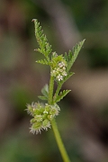 David Plant Photography - Wildlife Photography - Knotted hedge-parsley - C