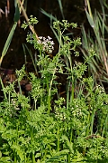 David Plant Photography - Wildlife Photography - Lesser water-parsnip - B