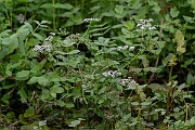 David Plant Photography - Wildlife Photography - Lesser water-parsnip - C