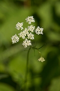 David Plant Photography - Wildlife Photography - Pignut - A