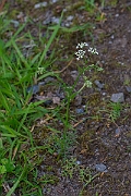 David Plant Photography - Wildlife Photography - Pignut - C