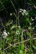 David Plant Photography - Wildlife Photography - Pignut - D