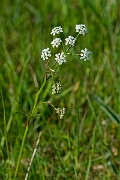 David Plant Photography - Wildlife Photography - Pignut - E