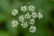 David Plant Photography - Wildlife Photography - Pignut - F