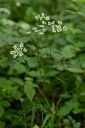 David Plant Photography - Wildlife Photography - Pignut - G