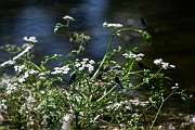 David Plant Photography - Wildlife Photography - River water dropwort - C
