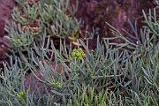 David Plant Photography - Wildlife Photography - Rock samphire - A