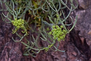 David Plant Photography - Wildlife Photography - Rock samphire - B
