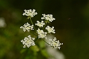 David Plant Photography - Wildlife Photography - Rough chervil - A