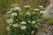David Plant Photography - Wildlife Photography - Scot's lovage - A