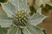 David Plant Photography - Wildlife Photography - Sea holly - A