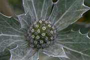 David Plant Photography - Wildlife Photography - Sea holly - C