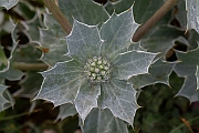David Plant Photography - Wildlife Photography - Sea holly - D