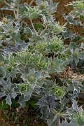 David Plant Photography - Wildlife Photography - Sea holly - E