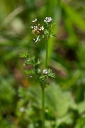 David Plant Photography - Wildlife Photography - Shepherd's needle - C