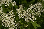 David Plant Photography - Wildlife Photography - Sweet cicely - B