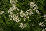 David Plant Photography - Wildlife Photography - Sweet cicely - C