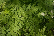 David Plant Photography - Wildlife Photography - Sweet cicely - D