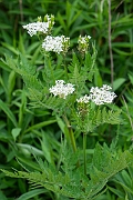 David Plant Photography - Wildlife Photography - Sweet cicely - E