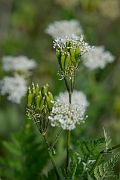 David Plant Photography - Wildlife Photography - Sweet cicely - G