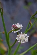 David Plant Photography - Wildlife Photography - Tubular water-dropwort - B
