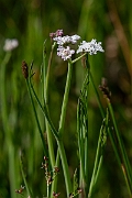 David Plant Photography - Wildlife Photography - Tubular water-dropwort - F