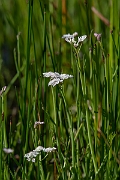 David Plant Photography - Wildlife Photography - Tubular water-dropwort - G
