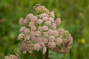 David Plant Photography - Wildlife Photography - Wild angelica - A
