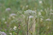 David Plant Photography - Wildlife Photography - Wild angelica - B