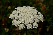David Plant Photography - Wildlife Photography - Wild carrot - A