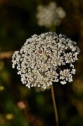 David Plant Photography - Wildlife Photography - Wild carrot - C