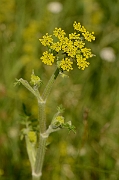 David Plant Photography - Wildlife Photography - Wild parsnip - A