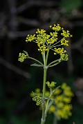 David Plant Photography - Wildlife Photography - Wild parsnip - B