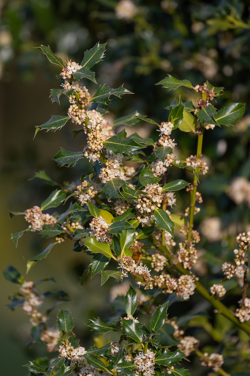David Plant Photography - Wildlife Photography - Holly - B.jpg - Holly - Suffolk