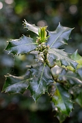 David Plant Photography - Wildlife Photography - Holly - A
