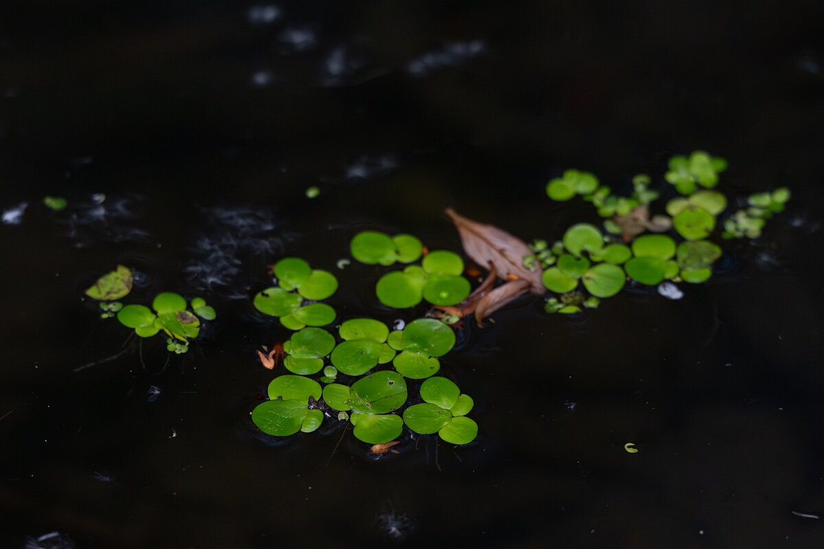 David Plant Photography - Wildlife Photography - Greater duckweed - B.jpg - Greater duckweed, Spirodela polyrhiza - Cambridgeshire