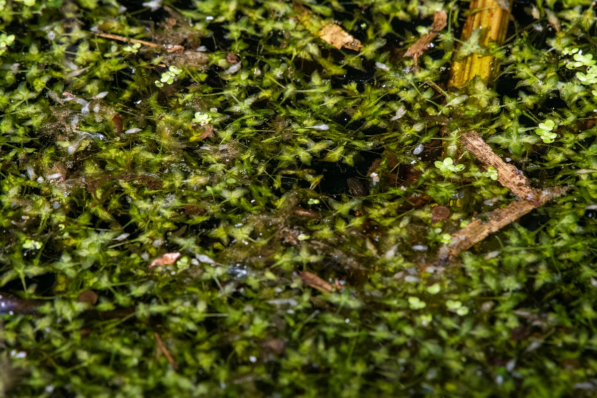 David Plant Photography - Wildlife Photography - Ivy-leaved duckweed - A.JPG - Ivy-leaved duckweed, Lemna trisulca - Cambridgeshire