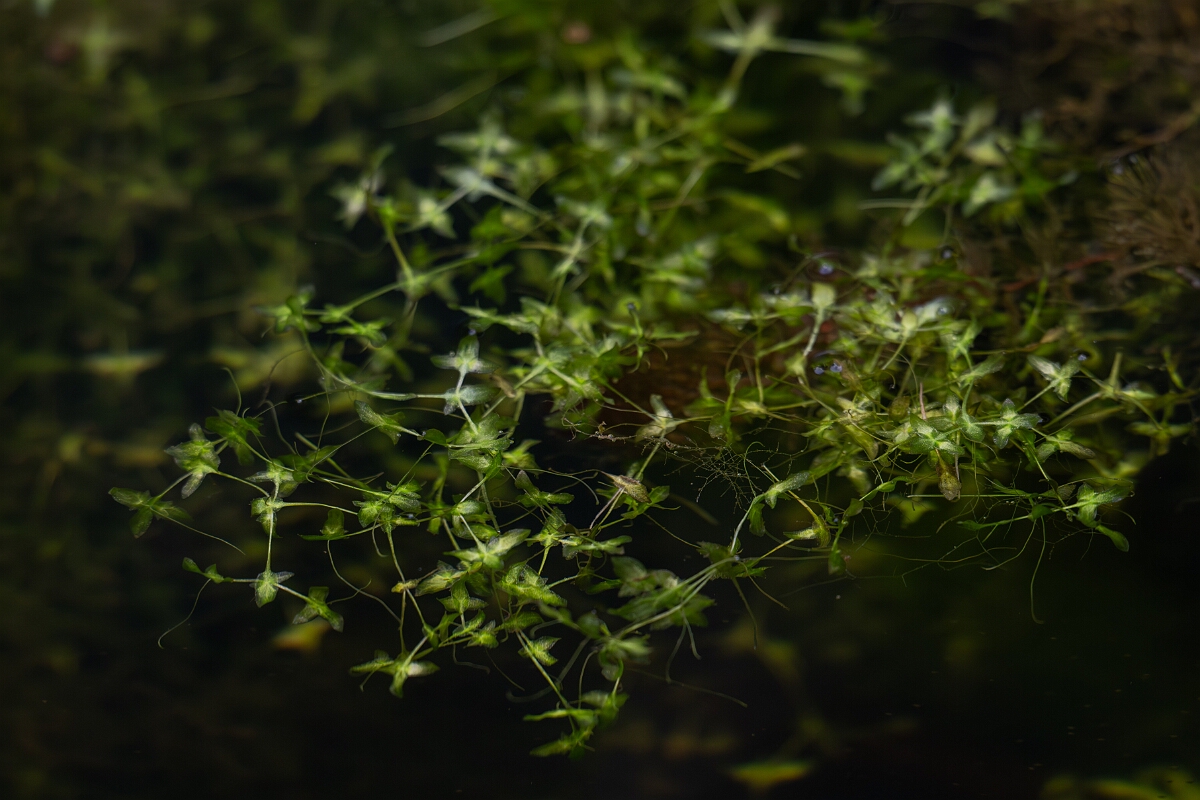 David Plant Photography - Wildlife Photography - Ivy-leaved duckweed - C.jpg - Ivy-leaved duckweed, Lemna trisulca - Cambridgeshire