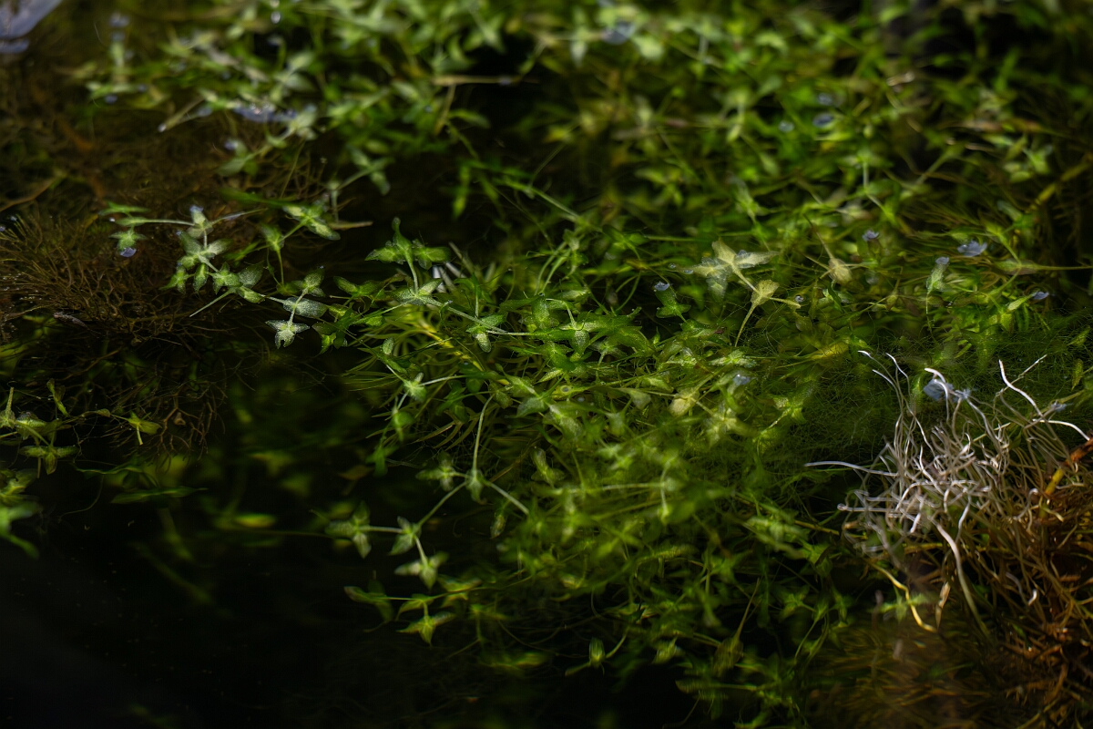 David Plant Photography - Wildlife Photography - Ivy-leaved duckweed - D.jpg - Ivy-leaved duckweed, Lemna trisulca - Cambridgeshire