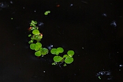 David Plant Photography - Wildlife Photography - Greater duckweed - A