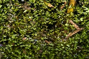 David Plant Photography - Wildlife Photography - Ivy-leaved duckweed - A