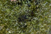David Plant Photography - Wildlife Photography - Ivy-leaved duckweed - B