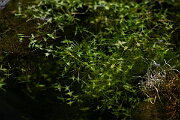 David Plant Photography - Wildlife Photography - Ivy-leaved duckweed - D