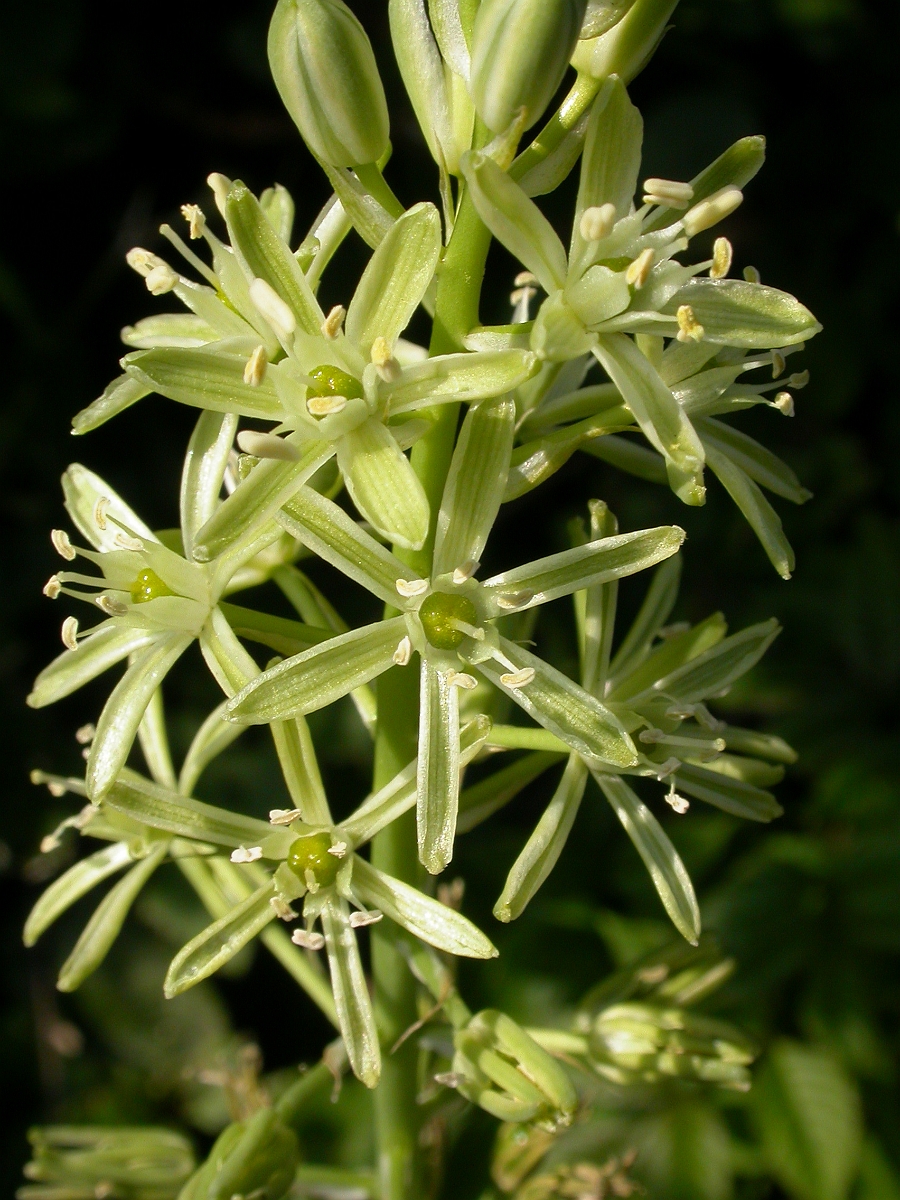 David Plant Photography - Wildlife Photographer - Bath asparagus - A.JPG - Spiked star-of-Bethlehem - Bath
