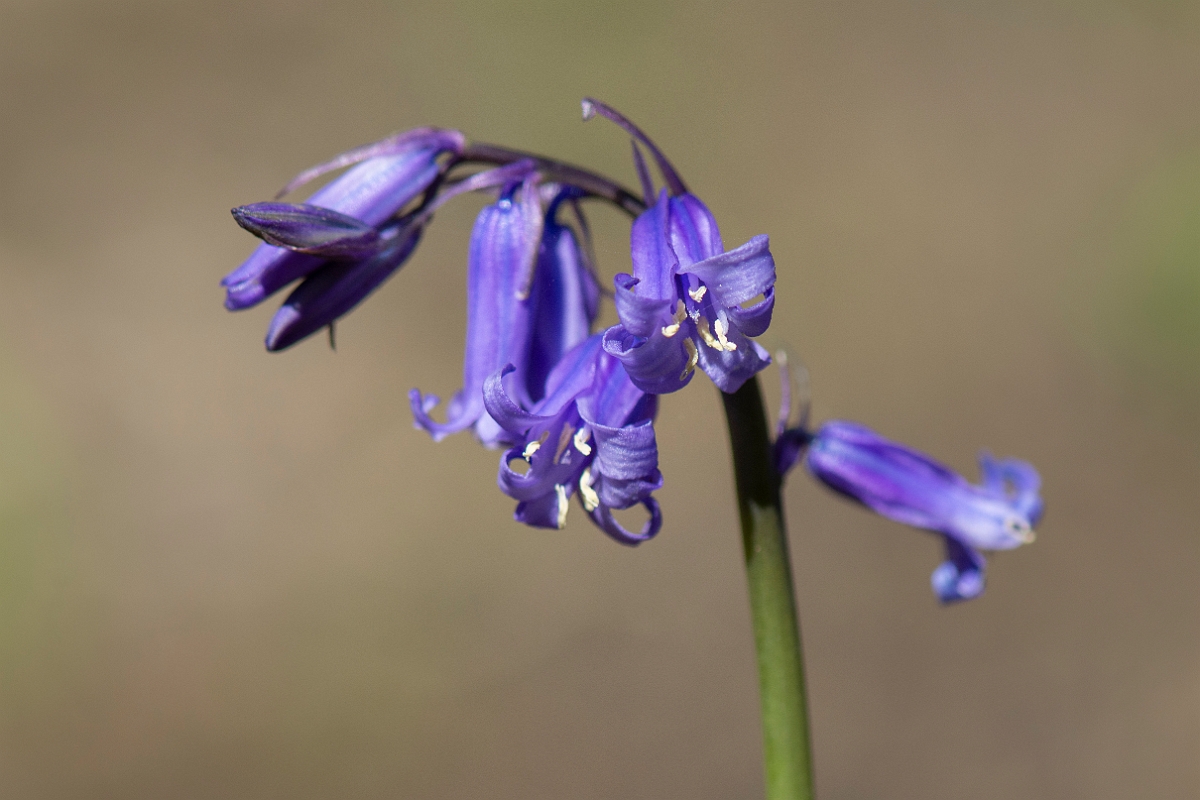 David Plant Photography - Wildlife Photography - Bluebell - D.JPG - Bluebell - Cambridgeshire